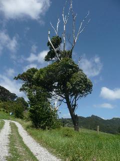 New Zealand Country Lane